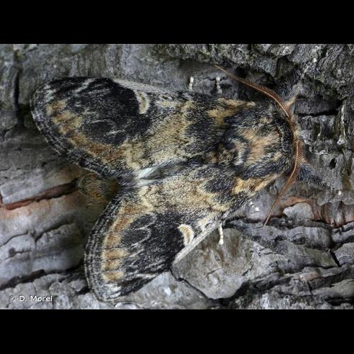 <i>Notodonta tritophus</i> (Denis & Schiffermüller, 1775) &copy; D. Morel