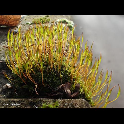 <i>Tortula muralis</i> Hedw., 1801 &copy; H. TINGUY