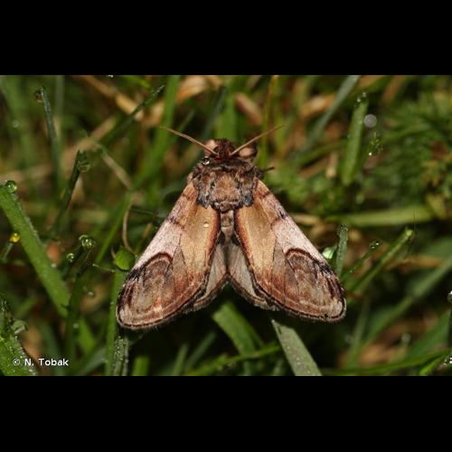 <i>Notodonta ziczac</i> (Linnaeus, 1758) &copy; N. Tobak