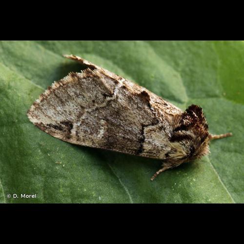 <i>Drymonia obliterata</i> (Esper, 1785) &copy; D. Morel