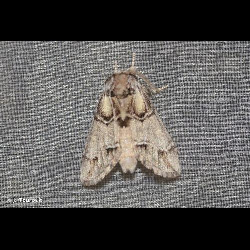 <i>Drymonia velitaris</i> (Hufnagel, 1766) &copy; J. Touroult