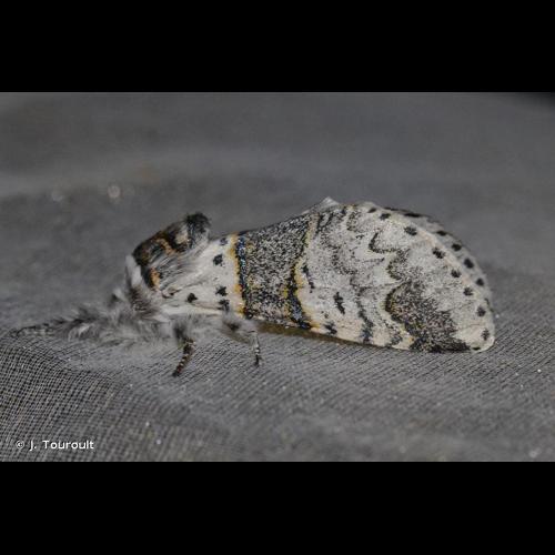 <i>Furcula furcula</i> (Clerck, 1759) &copy; J. Touroult