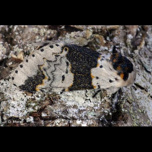 <i>Furcula bicuspis</i> (Borkhausen, 1790) &copy; D. Morel