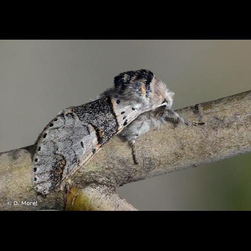 <i>Furcula bifida</i> (Brahm, 1787) © D. Morel