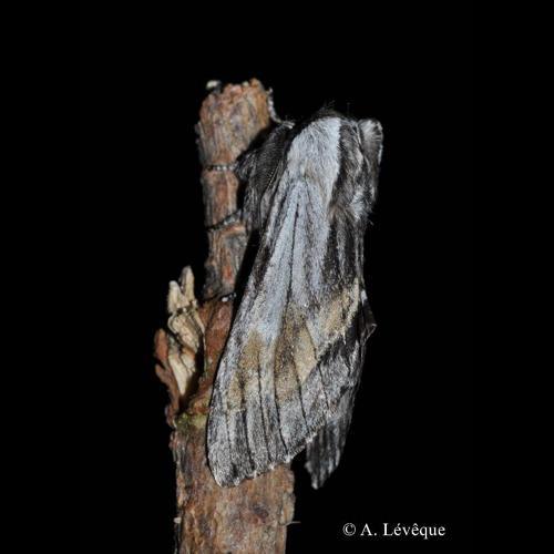 <i>Harpyia milhauseri</i> (Fabricius, 1775) &copy; A. Lévêque