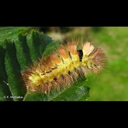 <i>Calliteara pudibunda</i> (Linnaeus, 1758) © F. Michalke