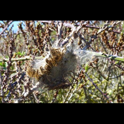 <i>Euproctis chrysorrhoea</i> (Linnaeus, 1758) © O. Roquinarc'h