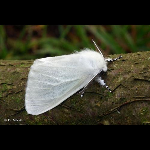 <i>Leucoma salicis</i> (Linnaeus, 1758) &copy; D. Morel