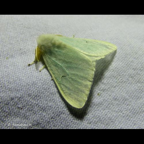 <i>Arctornis l-nigrum</i> (O.F. Müller, 1764) &copy; O. Roquinarc'h