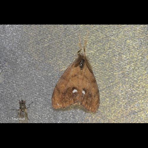 <i>Orgyia antiqua</i> (Linnaeus, 1758) © J. Touroult