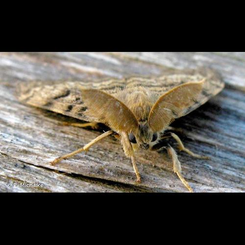 <i>Lymantria dispar</i> (Linnaeus, 1758) &copy; F. Michalke