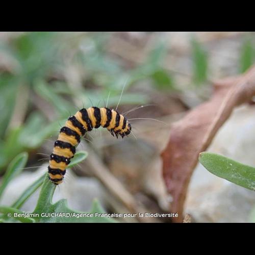 <i>Tyria jacobaeae</i> (Linnaeus, 1758) &copy; Benjamin GUICHARD/Agence Française pour la Biodiversité