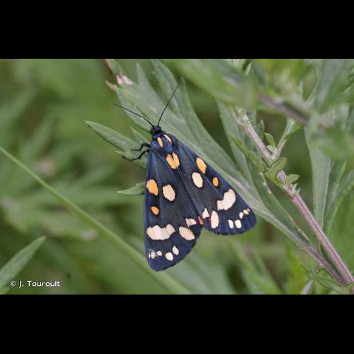 <i>Callimorpha dominula</i> (Linnaeus, 1758) © J. Touroult