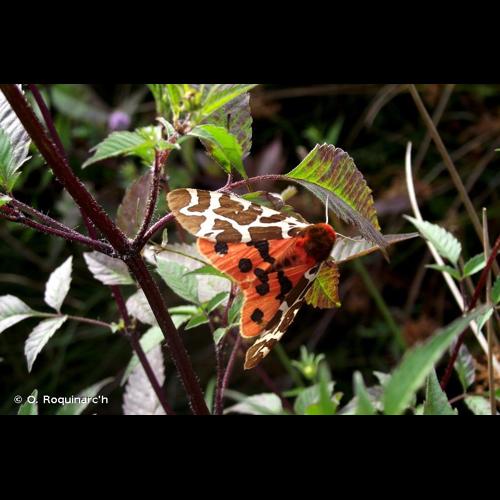 <i>Arctia caja</i> (Linnaeus, 1758) © O. Roquinarc'h