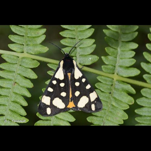 <i>Arctia villica</i> (Linnaeus, 1758) &copy; J. Touroult