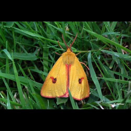 <i>Diacrisia sannio</i> (Linnaeus, 1758) &copy; P. Haffner