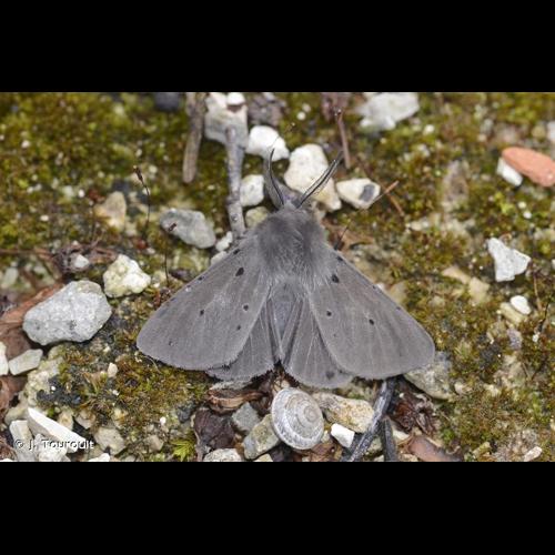 <i>Diaphora mendica</i> (Clerck, 1759) &copy; J. Touroult