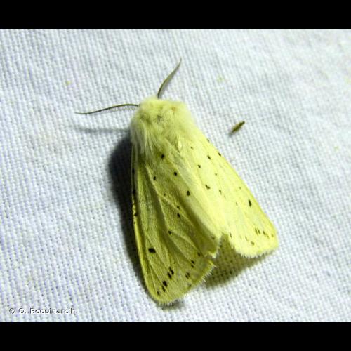 <i>Spilosoma lubricipeda</i> (Linnaeus, 1758) &copy; O. Roquinarc'h