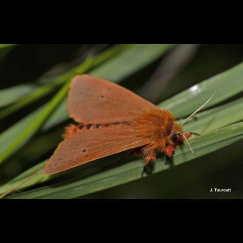 <i>Phragmatobia fuliginosa</i> (Linnaeus, 1758) &copy; J. Touroult