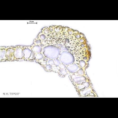 <i>Tortula subulata</i> Hedw., 1801 © H. TINGUY