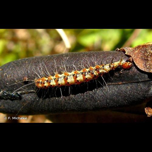 <i>Utetheisa pulchella</i> (Linnaeus, 1758) &copy; F. Michalke