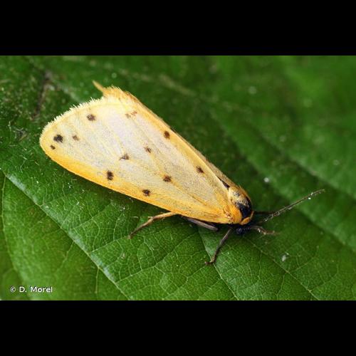 <i>Setina irrorella</i> (Linnaeus, 1758) © D. Morel