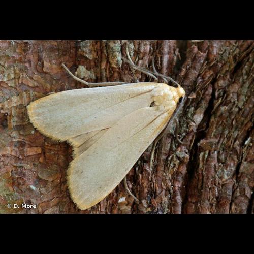 <i>Katha depressa</i> (Esper, 1787) &copy; D. Morel