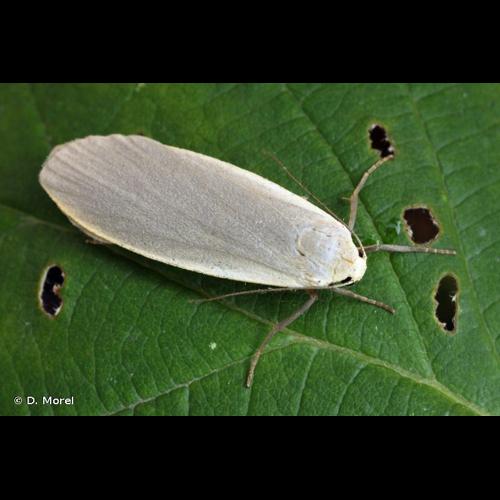 <i>Collita griseola</i> (Hübner, 1803) © D. Morel