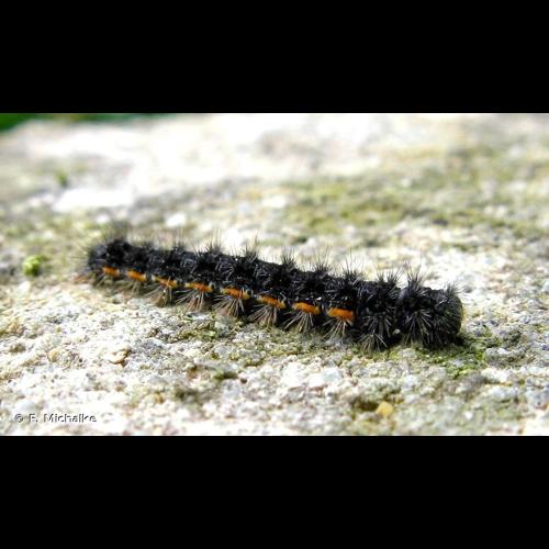 <i>Nyea lurideola</i> (Zincken, 1817) &copy; F. Michalke