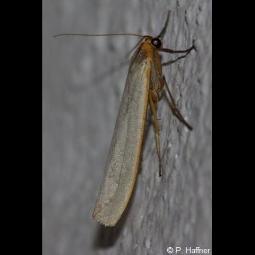 <i>Eilema caniola</i> (Hübner, 1808) © P. Haffner
