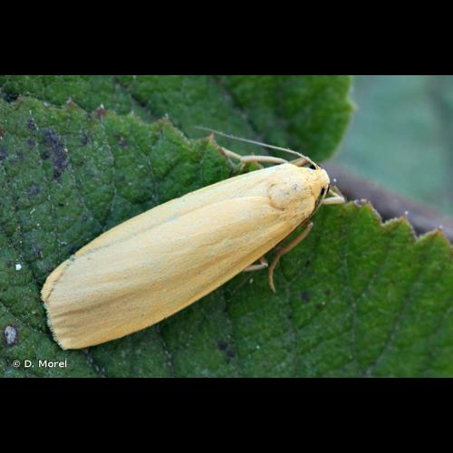 <i>Wittia sororcula</i> (Hufnagel, 1766) © D. Morel