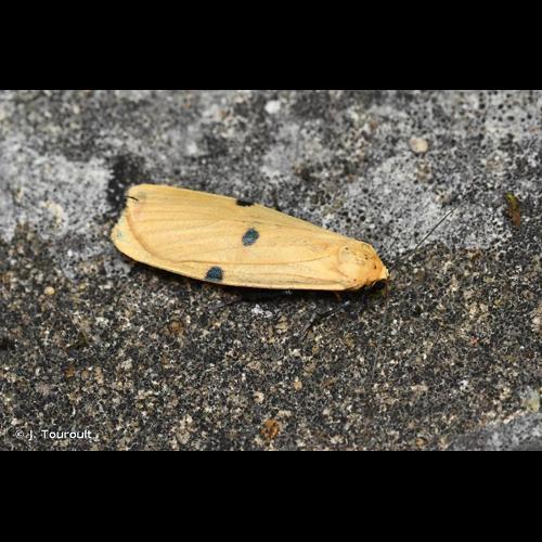 <i>Lithosia quadra</i> (Linnaeus, 1758) © J. Touroult