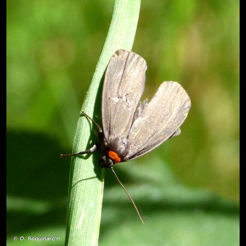 <i>Atolmis rubricollis</i> (Linnaeus, 1758) &copy; O. Roquinarc'h