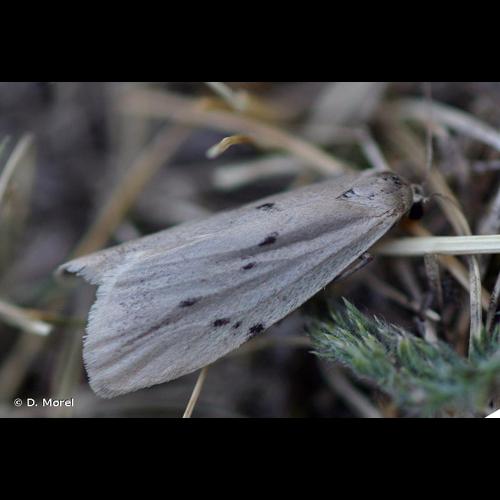 <i>Pelosia muscerda</i> (Hufnagel, 1766) © D. Morel