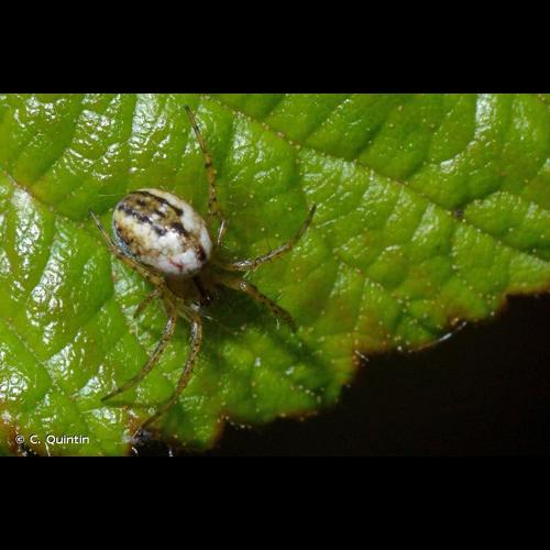 <i>Mangora acalypha</i> (Walckenaer, 1802) © C. Quintin
