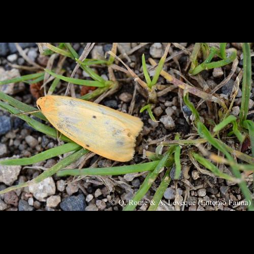 <i>Cybosia mesomella</i> (Linnaeus, 1758) © Q. ROME & A. LEVEQUE (Entomo Fauna)