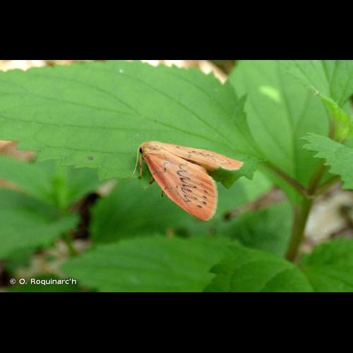 <i>Miltochrista miniata</i> (Forster, 1771) &copy; O. Roquinarc'h