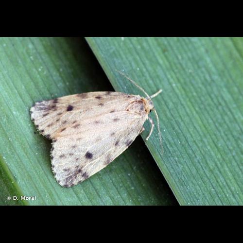 <i>Thumatha senex</i> (Hübner, 1808) © D. Morel