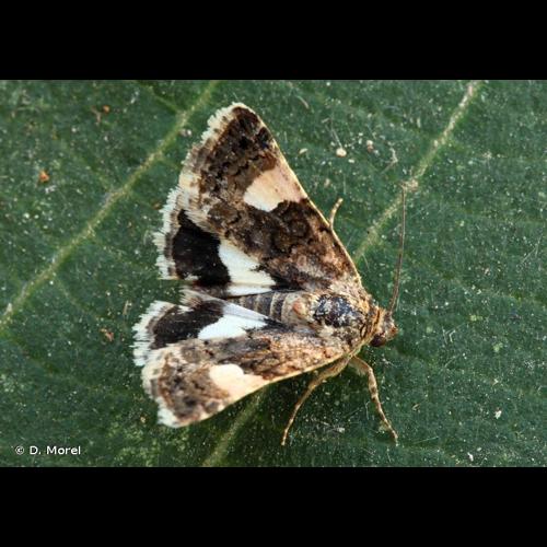 <i>Tyta luctuosa</i> (Denis & Schiffermüller, 1775) © D. Morel