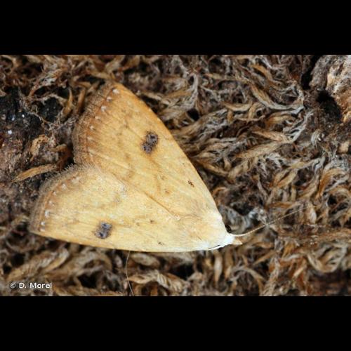 <i>Rivula sericealis</i> (Scopoli, 1763) &copy; D. Morel