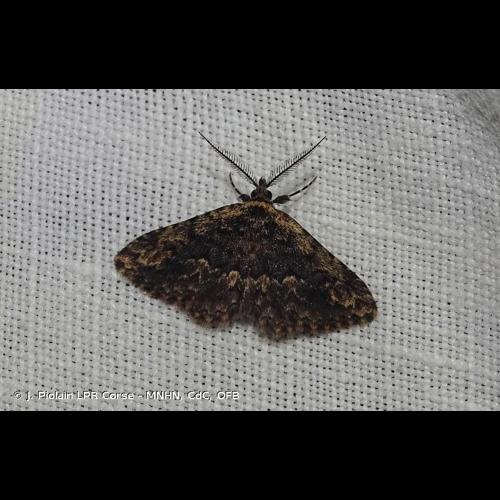 <i>Parascotia nisseni</i> Turati, 1905 &copy; J. Piolain LPR Corse - MNHN, CdC, OFB