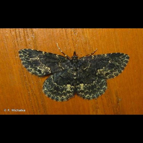 <i>Parascotia fuliginaria</i> (Linnaeus, 1761) &copy; F. Michalke