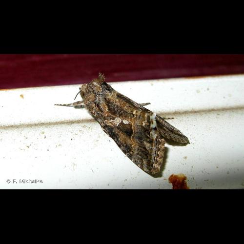 <i>Trichoplusia ni</i> (Hübner, 1803) &copy; F. Michalke