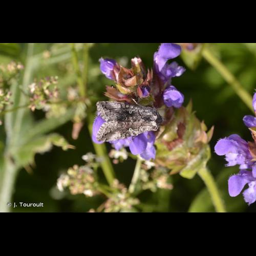 <i>Syngrapha interrogationis</i> (Linnaeus, 1758) &copy; J. Touroult