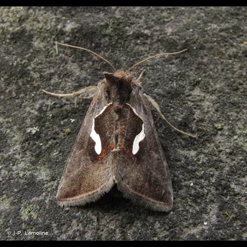 <i>Macdunnoughia confusa</i> (Stephens, 1850) © J-P. Lamoline