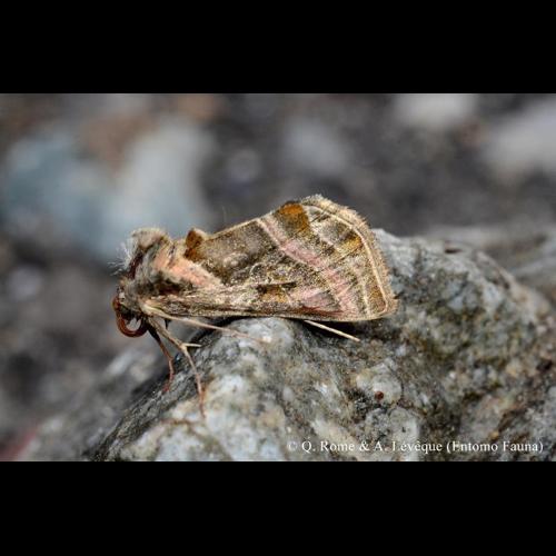 <i>Euchalcia variabilis</i> (Piller & Mitterpacher, 1783) © Q. ROME & A. LEVEQUE (Entomo Fauna)