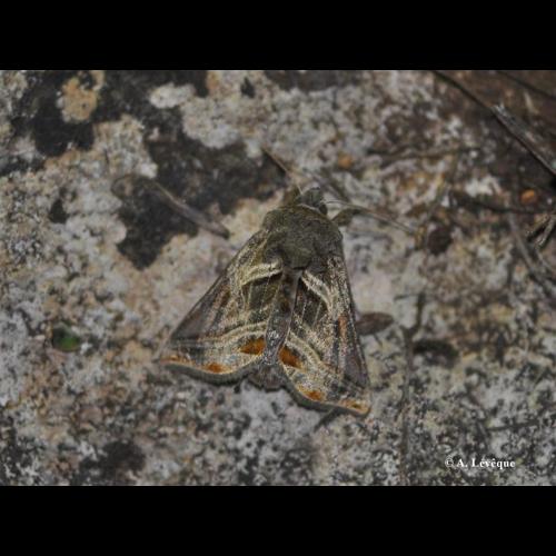 <i>Euchalcia modestoides</i> Poole, 1989 &copy; A. LEVEQUE