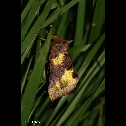 <i>Diachrysia chrysitis</i> (Linnaeus, 1758) © N. Tobak