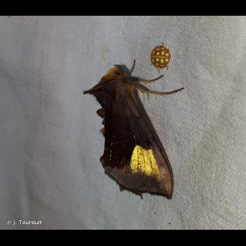 <i>Diachrysia chryson</i> (Esper, 1789) &copy; J. Touroult