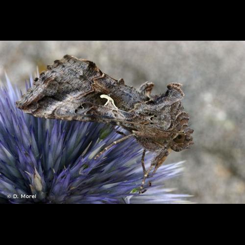 <i>Autographa gamma</i> (Linnaeus, 1758) &copy; D. Morel